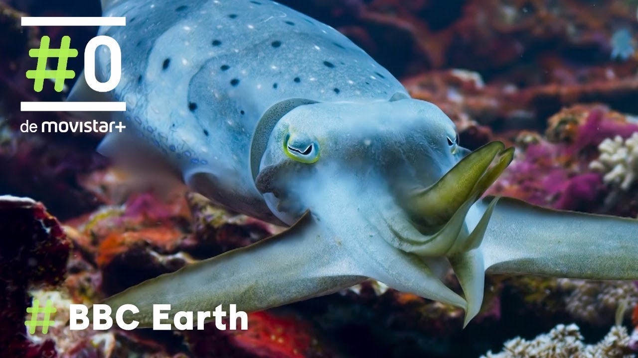 Planeta Azul II: Hipnotizados con la Sepia Latimanus  | #0