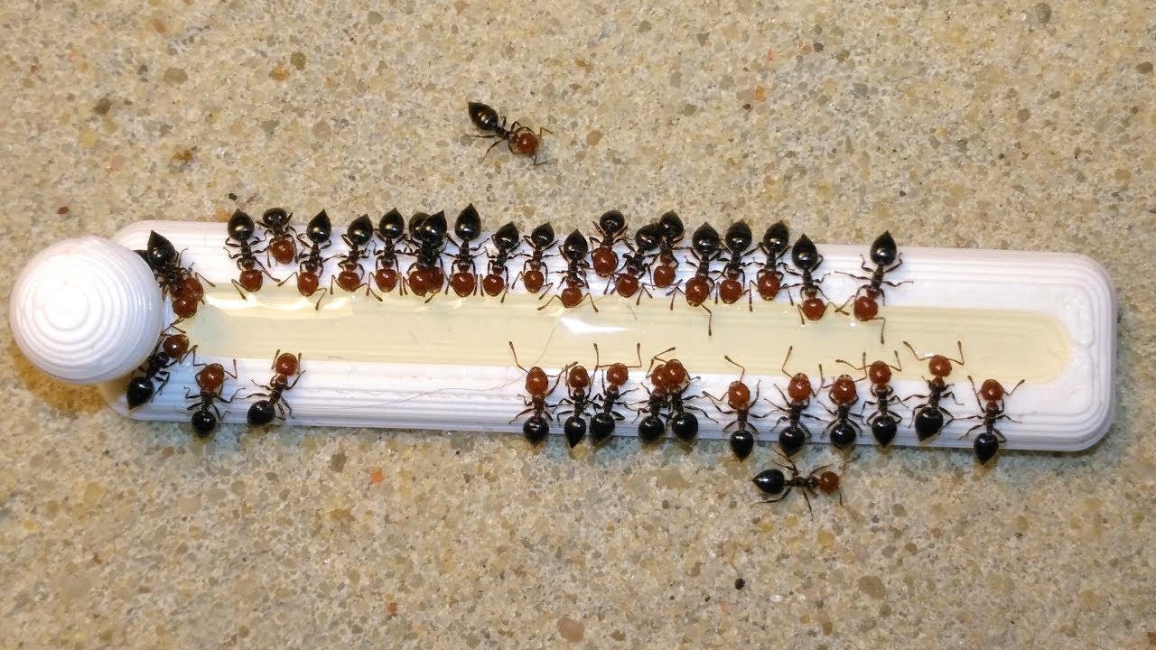 Crematogaster scutellaris