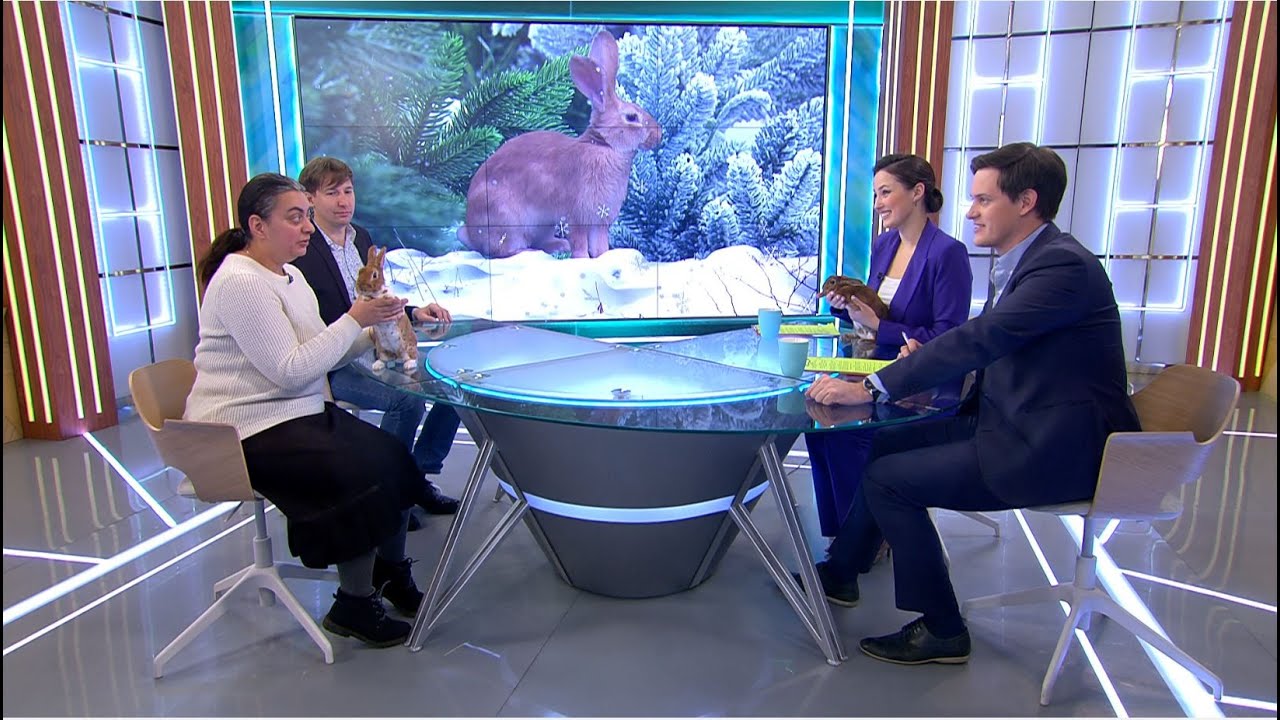 Карликовые кролики: что нам нужно знать о символе наступающего года