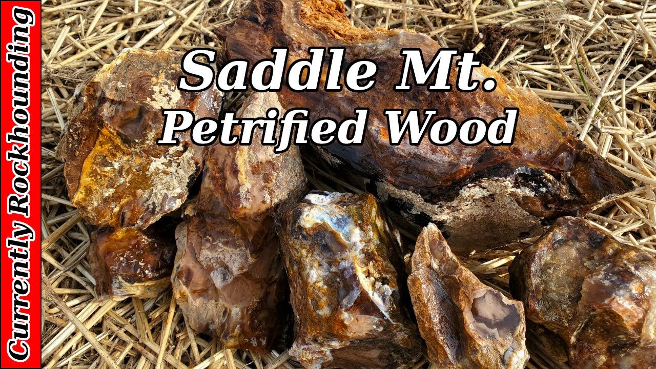 Saddle Mountain Petrified Wood