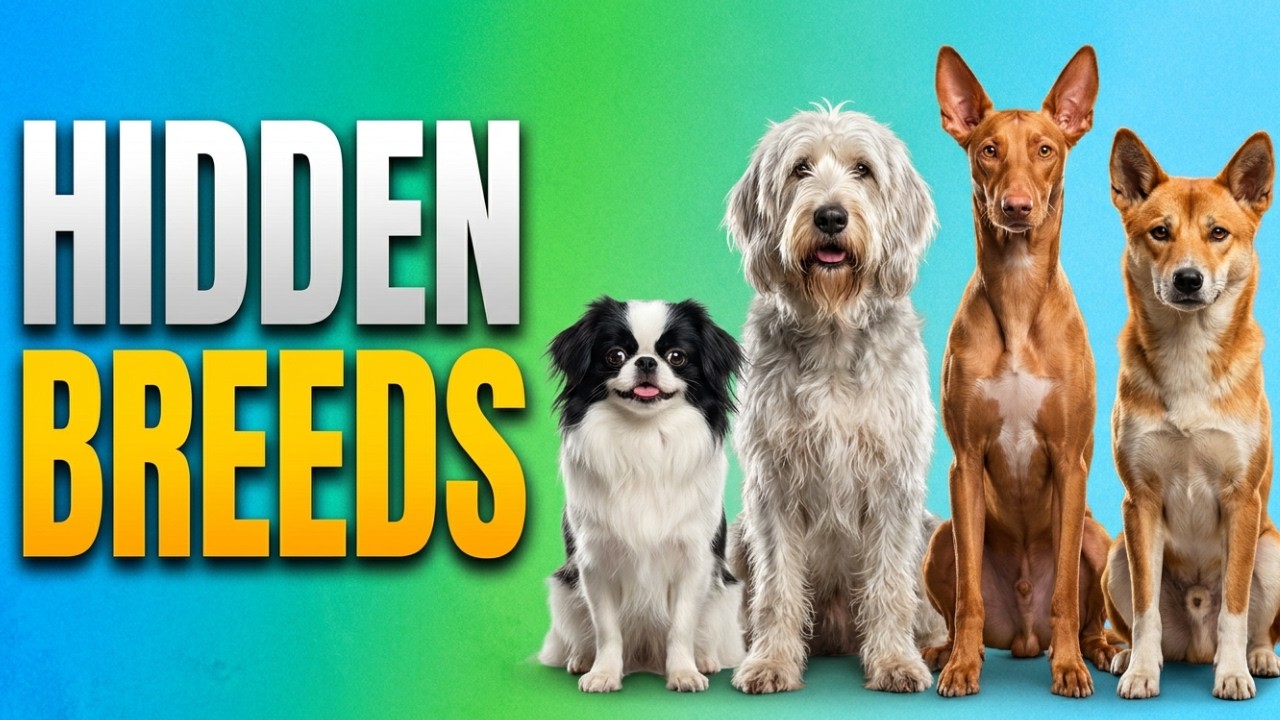 Hidden Dogs That Deserve Attention | Alphabet J-P