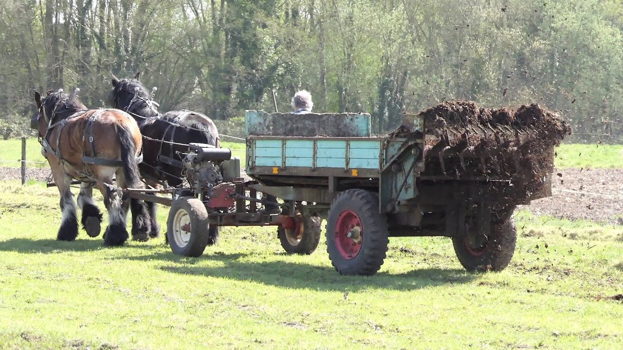 Fertilizing the field with a horse-drawn manure spreader - very useful