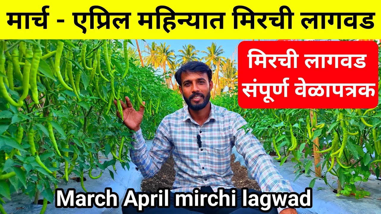 मार्च - एप्रिल महिन्यात मिरची लागवड | उन्हाळी मिरची लागवड | March April mirchi lagwad | Milind bhor