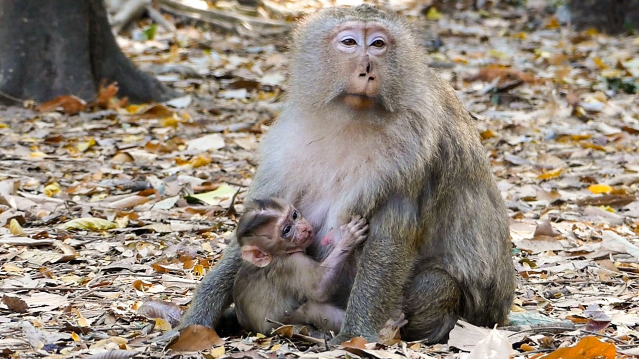 Silent wild life | Mom Briana never leaves baby Boris side after a scary moments