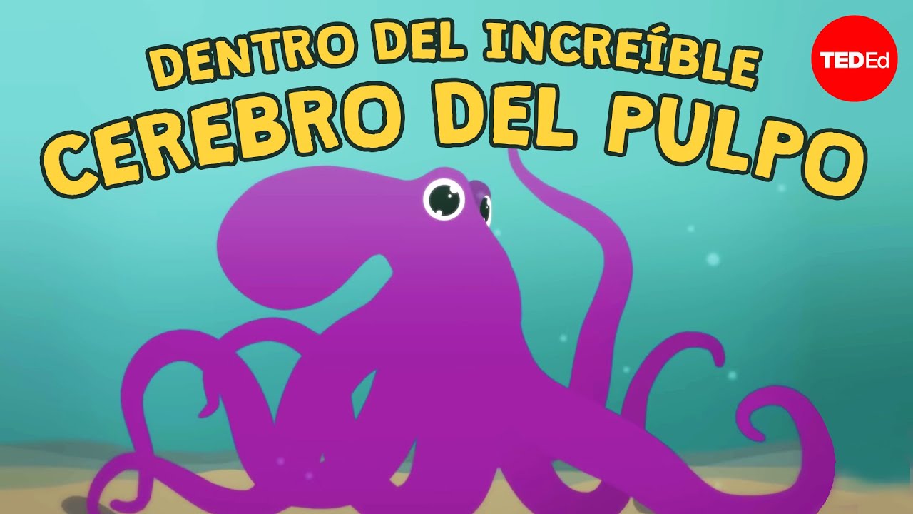 Por qué el cerebro del pulpo es tan extraordinario - Cláudio L. Guerra