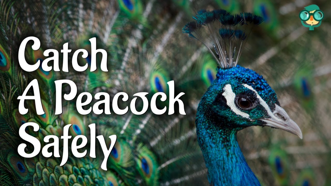How to Catch a Peacock | How to trap a peacock | How to capture a peacock | Peacock facts | Peafowl