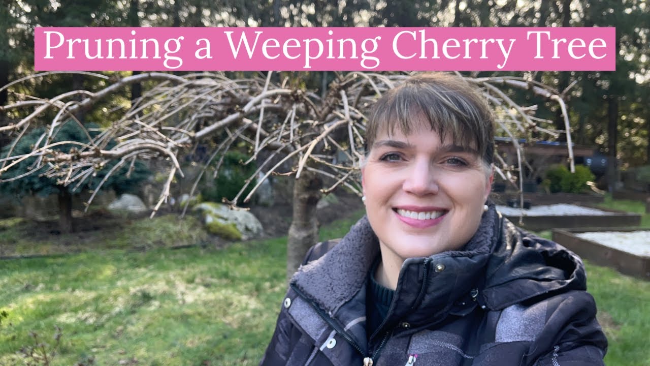 Pruning a Weeping Cherry Tree 🌳 - [The Happy Place Garden]