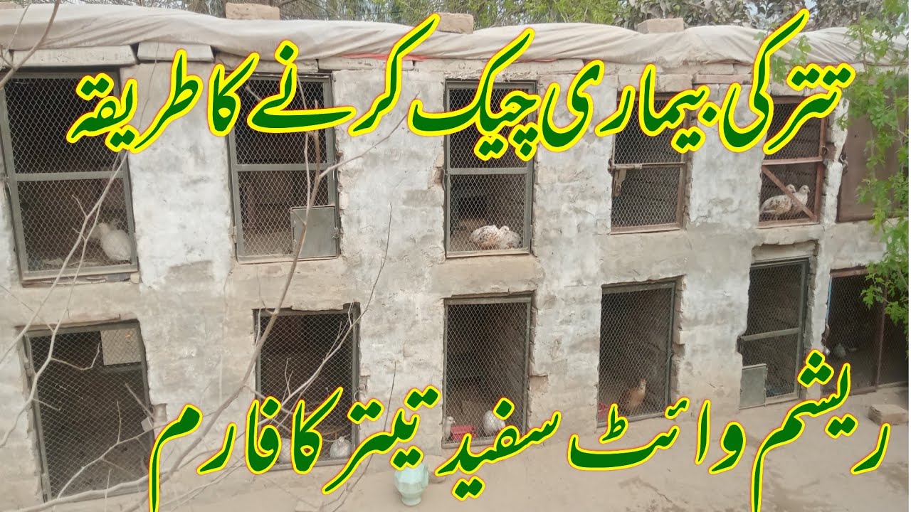 تیتر کی اواز ریشم وائٹ تیتر ایرانی سلور دکنی دیسی گورا تیتر بیماری چیک کرنے کا طریقہ