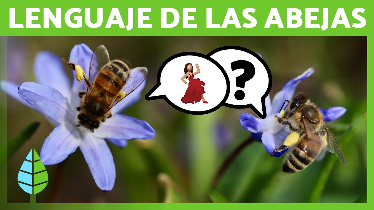 ¿Cómo se COMUNICAN las ABEJAS? 🐝 La DANZA de las ABEJAS 💛