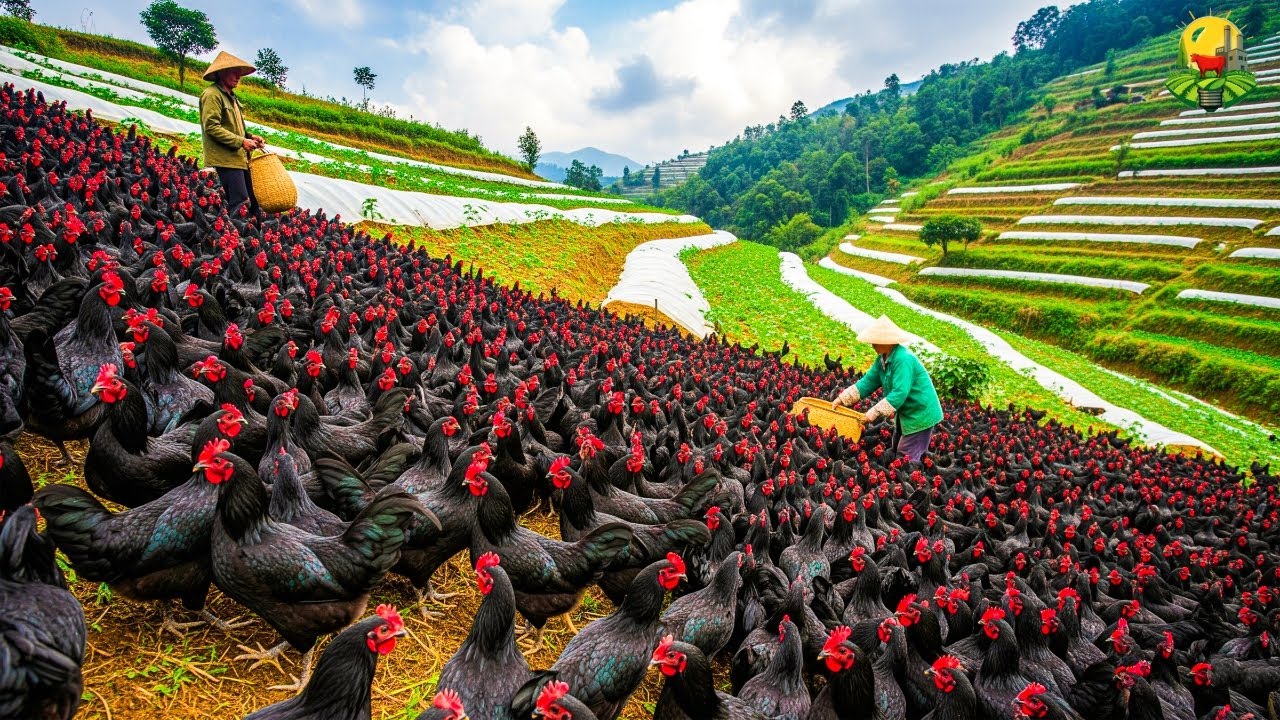 C&Oacute;MO CHINA CR&Iacute;A MILLONES de GALLINAS NEGRAS 🐔 para CARNE y HUEVOS | El SECRETO de esta AVE MILENARIA