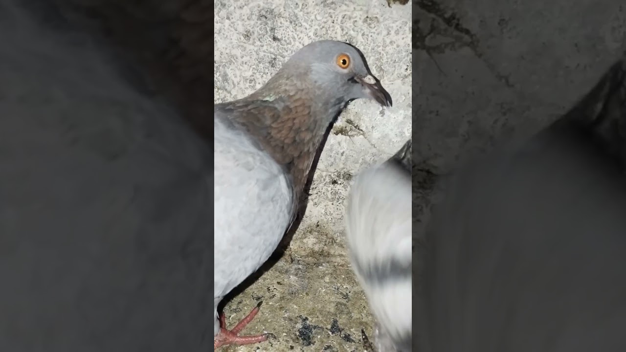 how pigeon sounds when feeding baby pigeon | #shorts #babiepigeonsounds #trending #ytshorts #pigeon