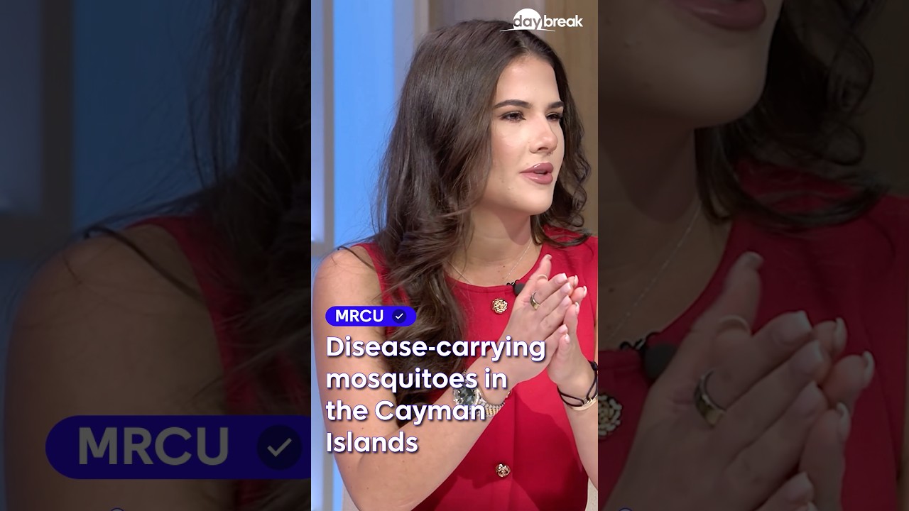 Disease-carrying mosquitoes in the Cayman Islands