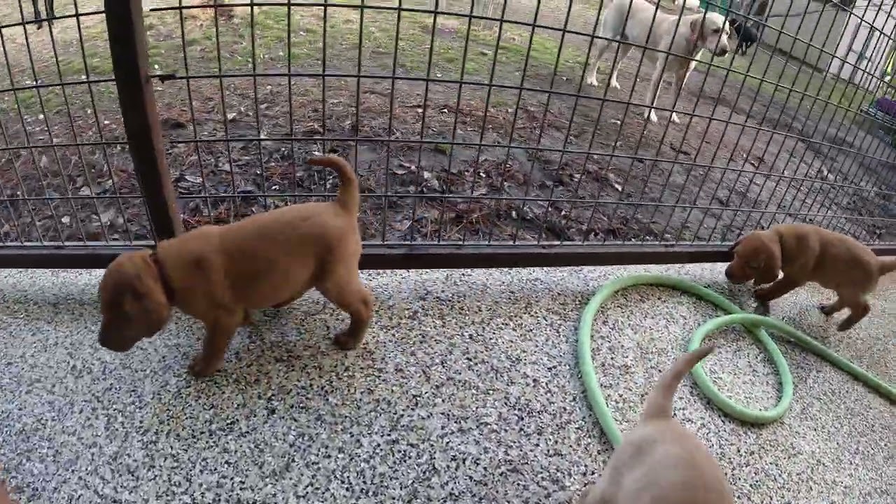 Jolene & Alani's puppies playing. 5 1/2 weeks old