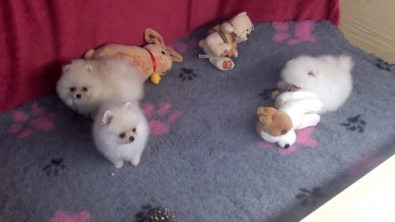 MINI Pomeranian Zwergspitz Welpen