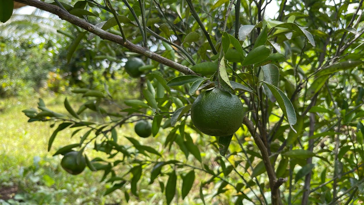 PAANO MAG-MARCOT NG CITRUS (backyard garden)