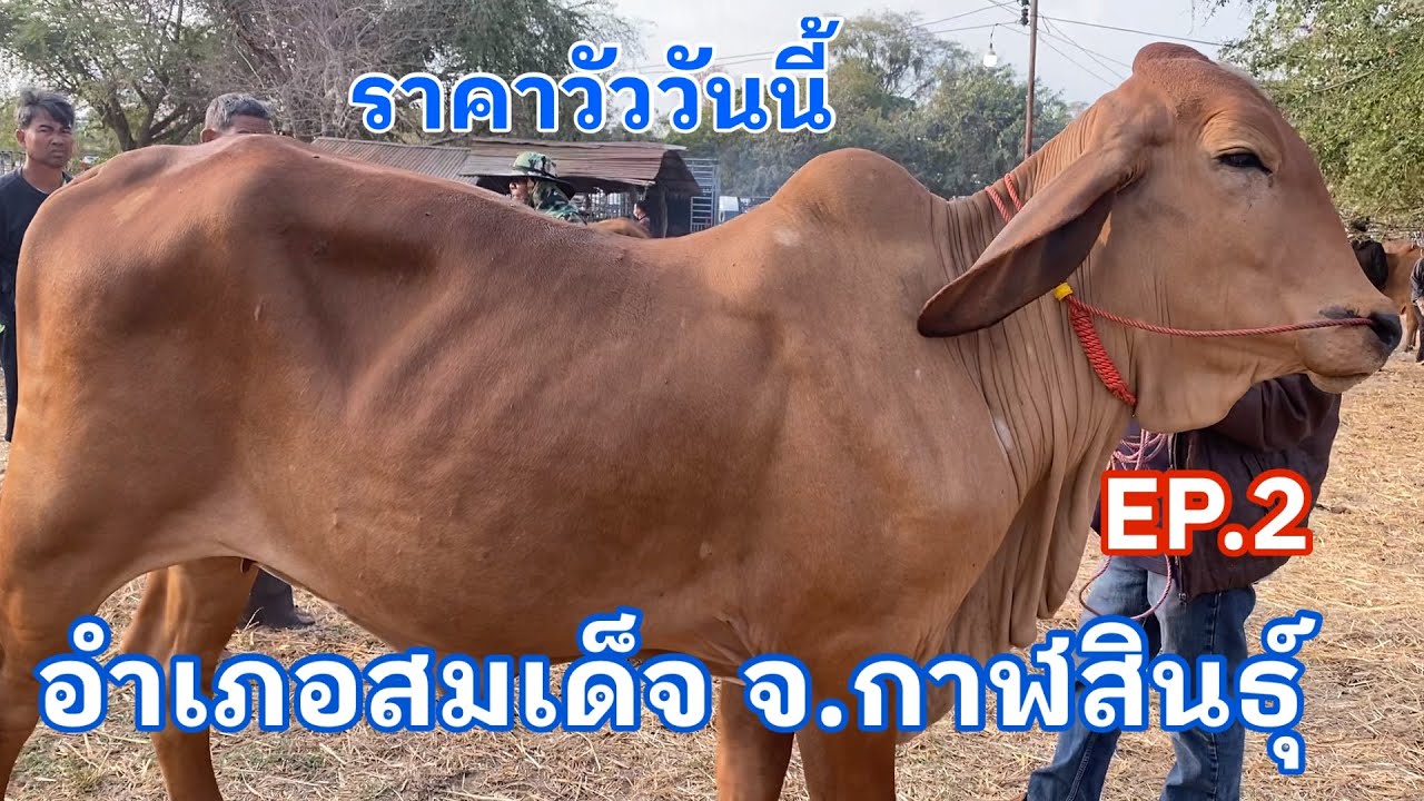 EP.2 #ราคาวัววันนี้ 8 กุมภาพันธ์ 2569 #ตลาดวัวอำเภอสมเด็จ จังหวัดกาฬสินธุ์ #cow #animals #วัวเลี้ยง 