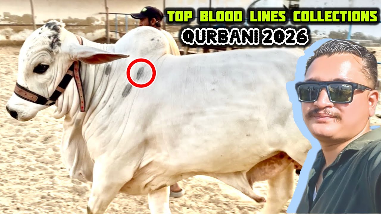Season 2026 Ke Huge Collections ❤️ Al Bais Cattle Farm 2026 👍  Qurbani 2026 