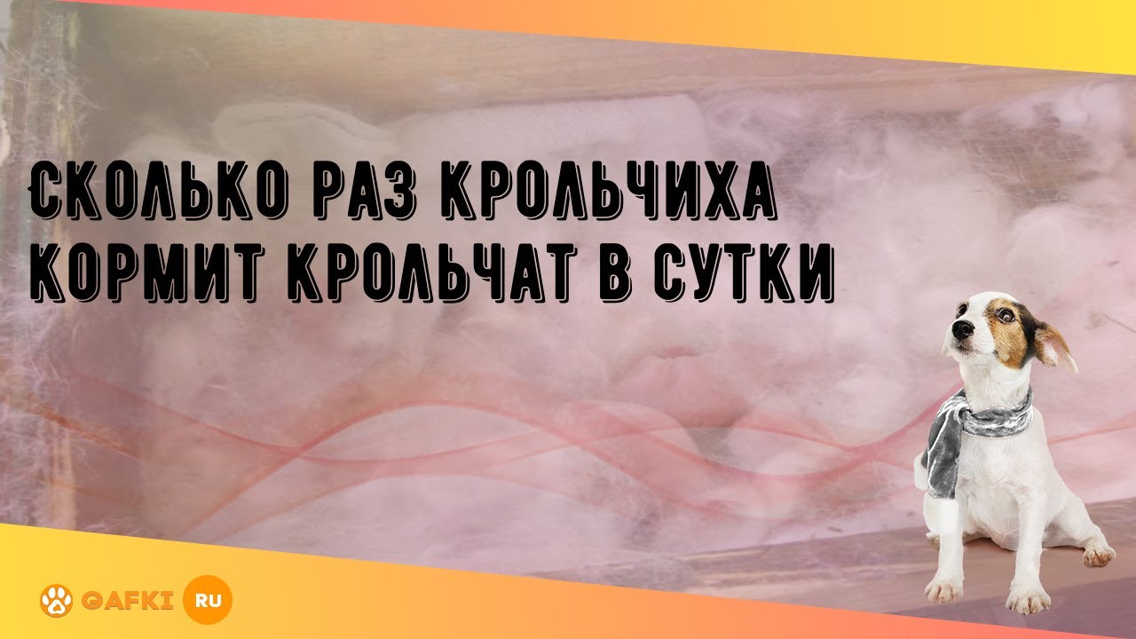 Сколько раз крольчиха кормит крольчат в сутки