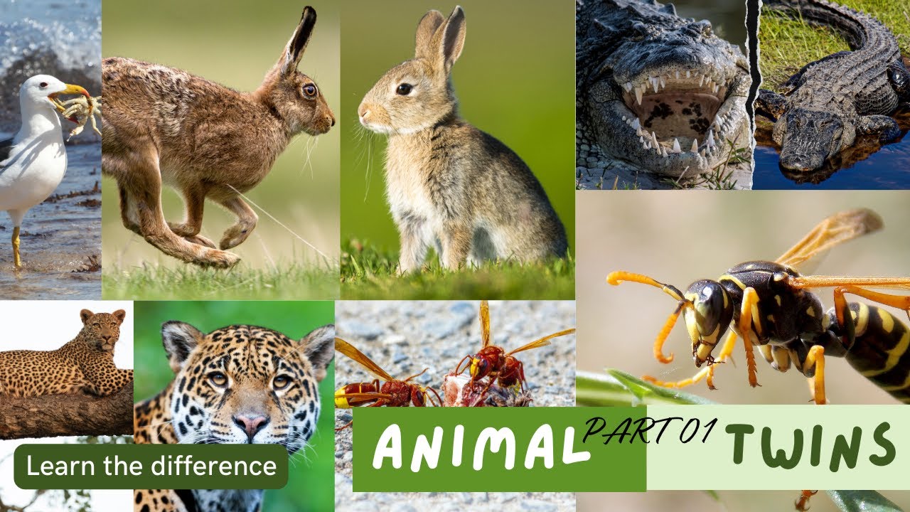 Animal Twins | Learn the difference (Part 1)