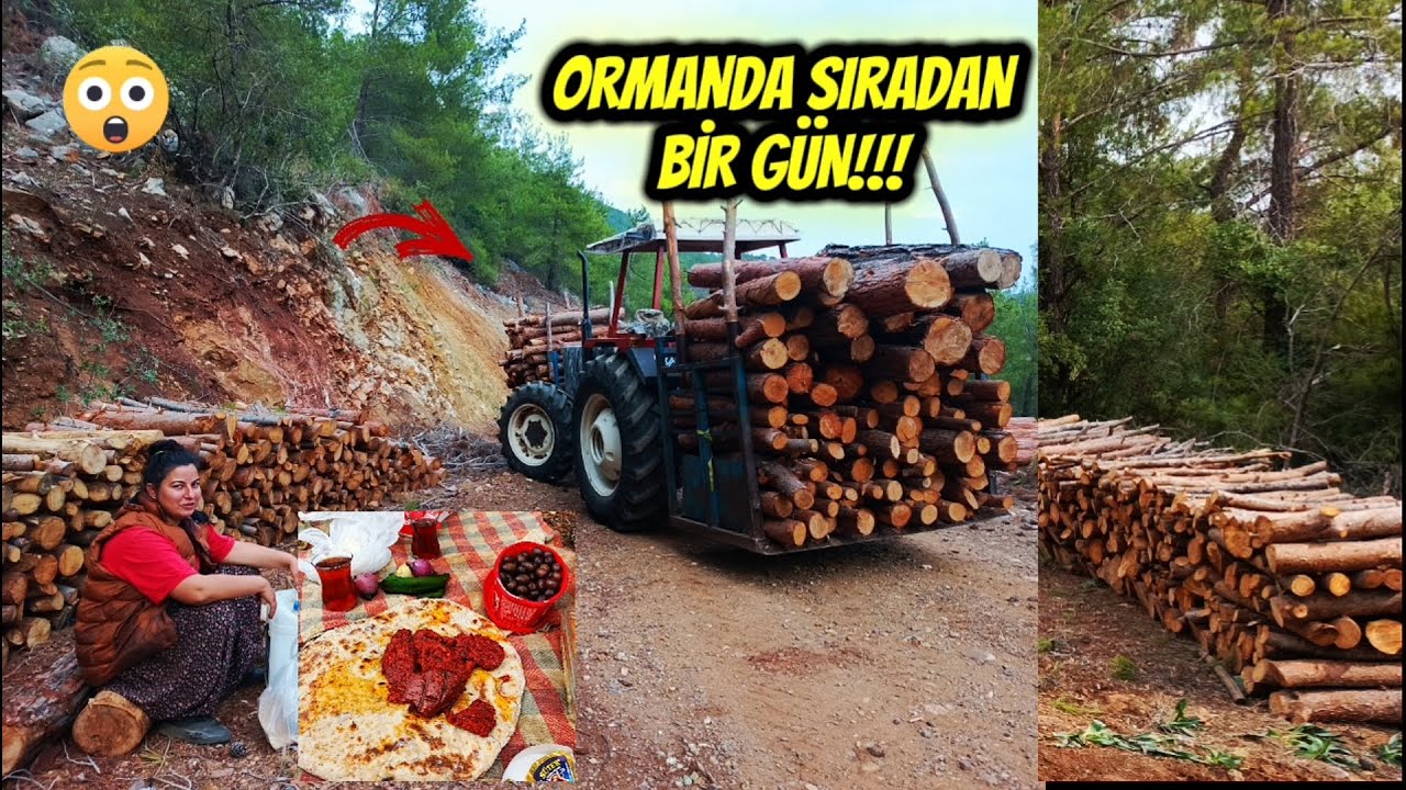 ORMANDA SUCUK EKMEK YAPTIK!! odun kaydık kesim işleri 