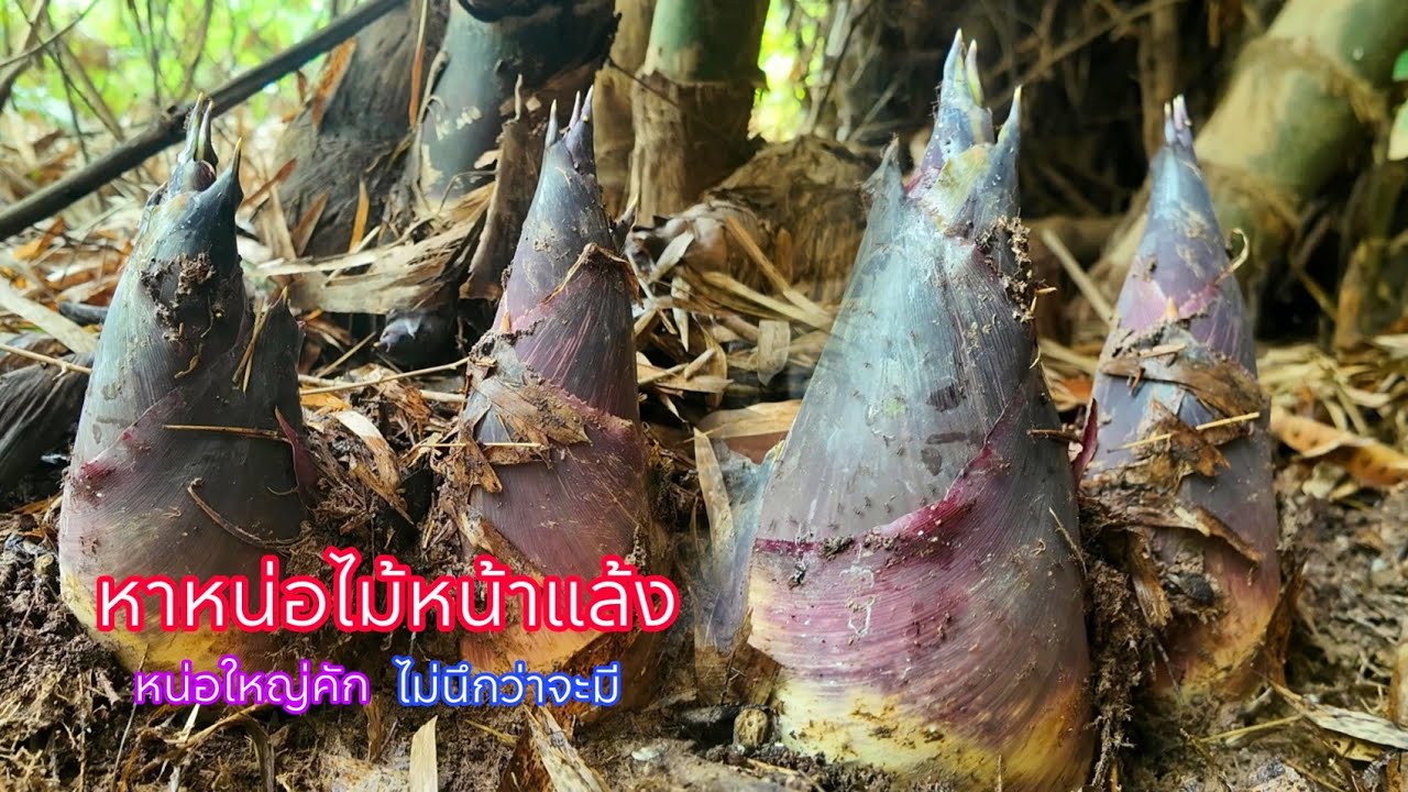 หาหน่าไม้หน้าแล้ง ป๊าดดดหน่อใหญ่มากไม่นึกว่าจะออกช่วงนี้โชคดีจริงๆ