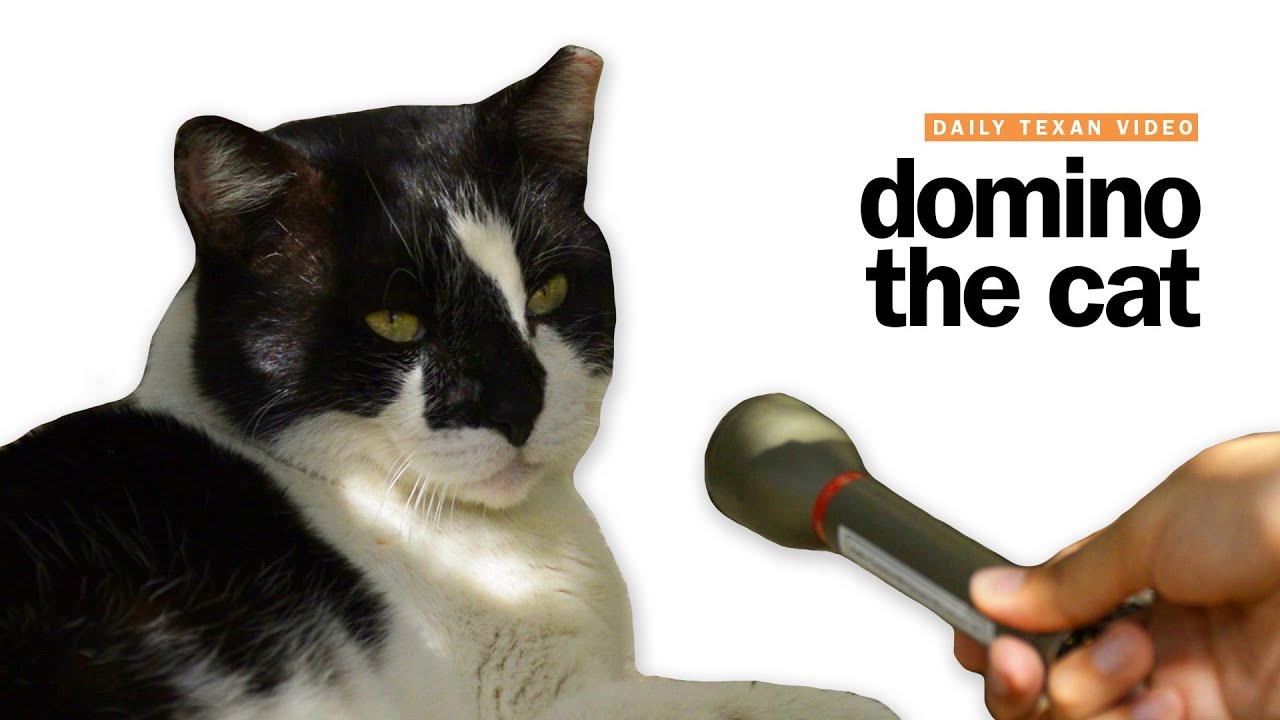 Meet Domino | UT Austin's Campus Cat