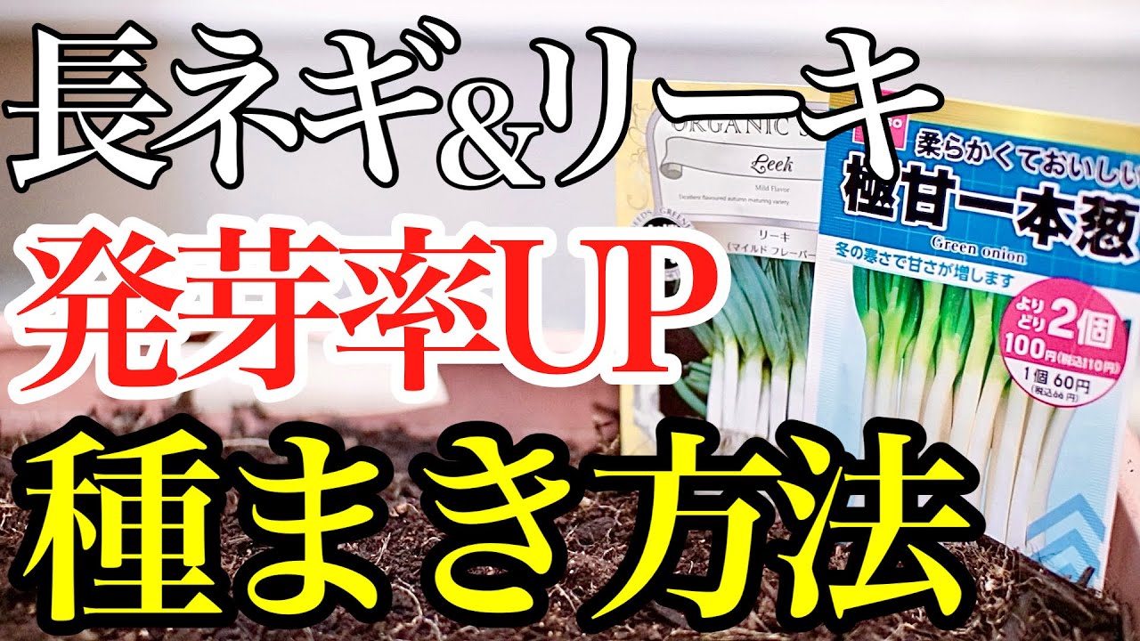 【長ネギ】この2品種の発芽率UPな種まき方法を教えます【リーキ、ポロネギ】【秋撒き】
