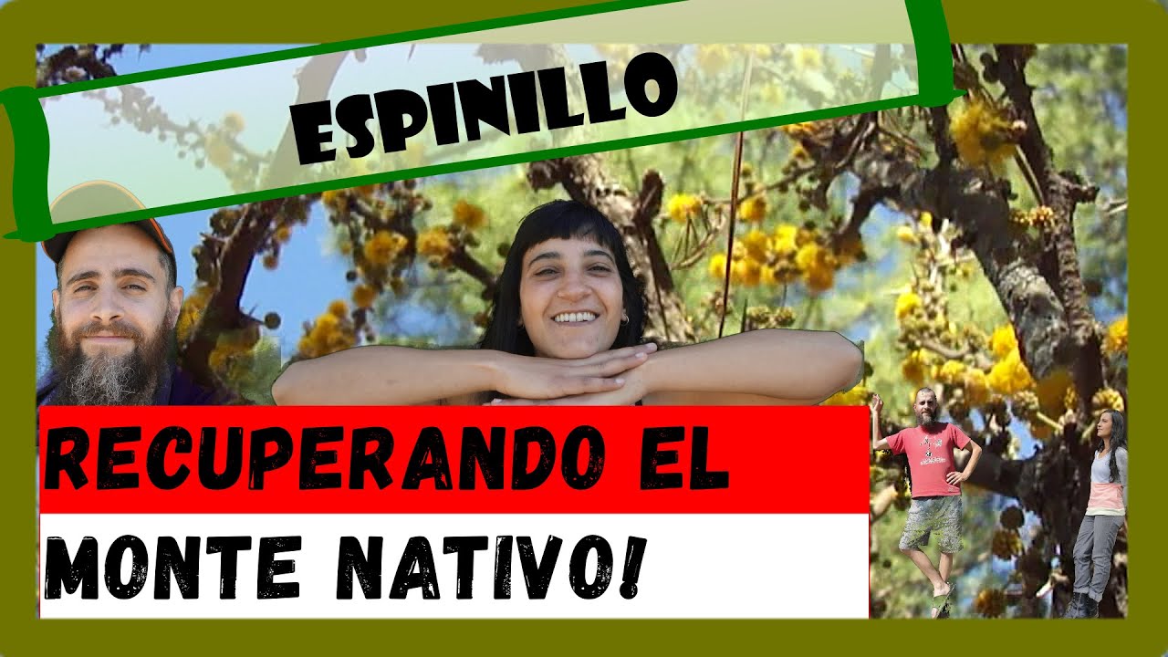Arboles Autoctonos | ESPINILLO y ficha | Vachellia Caven (Ex Acacia Caven) | Monte Nativo