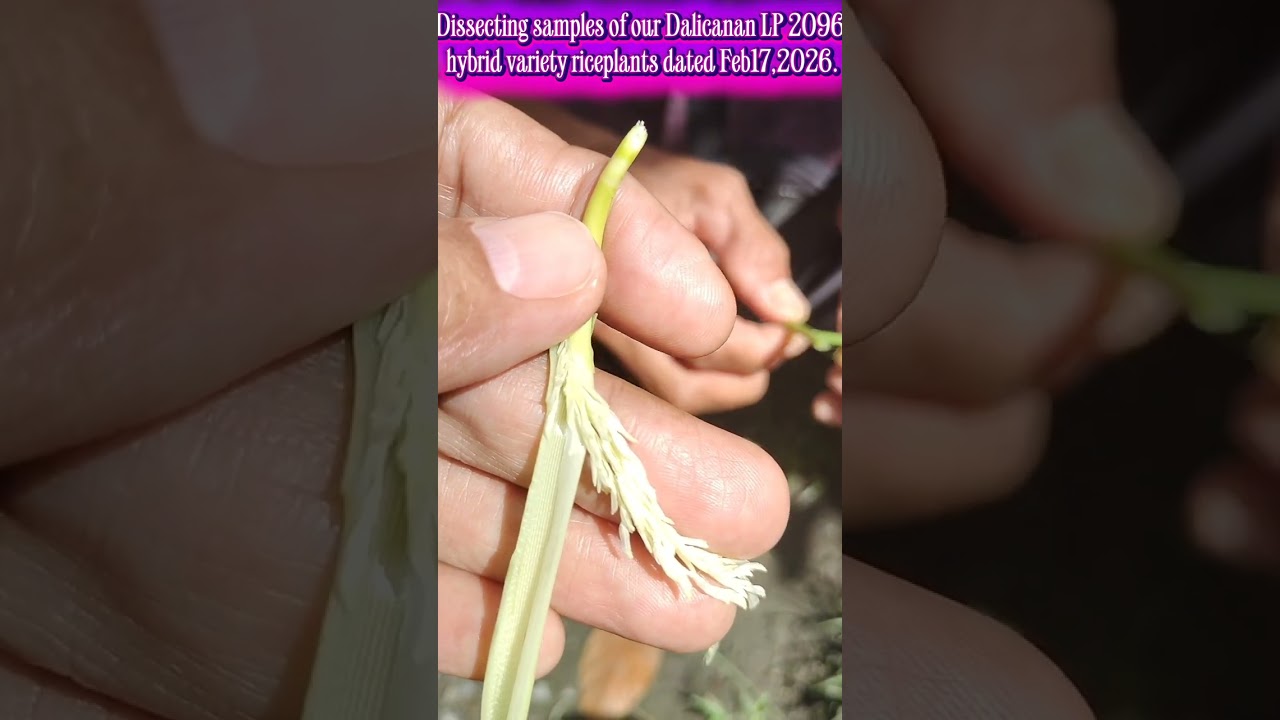 Dissecting Dalicananan area LP2096 samples during Panicle Initiation Stage dated Feb17, 2026.