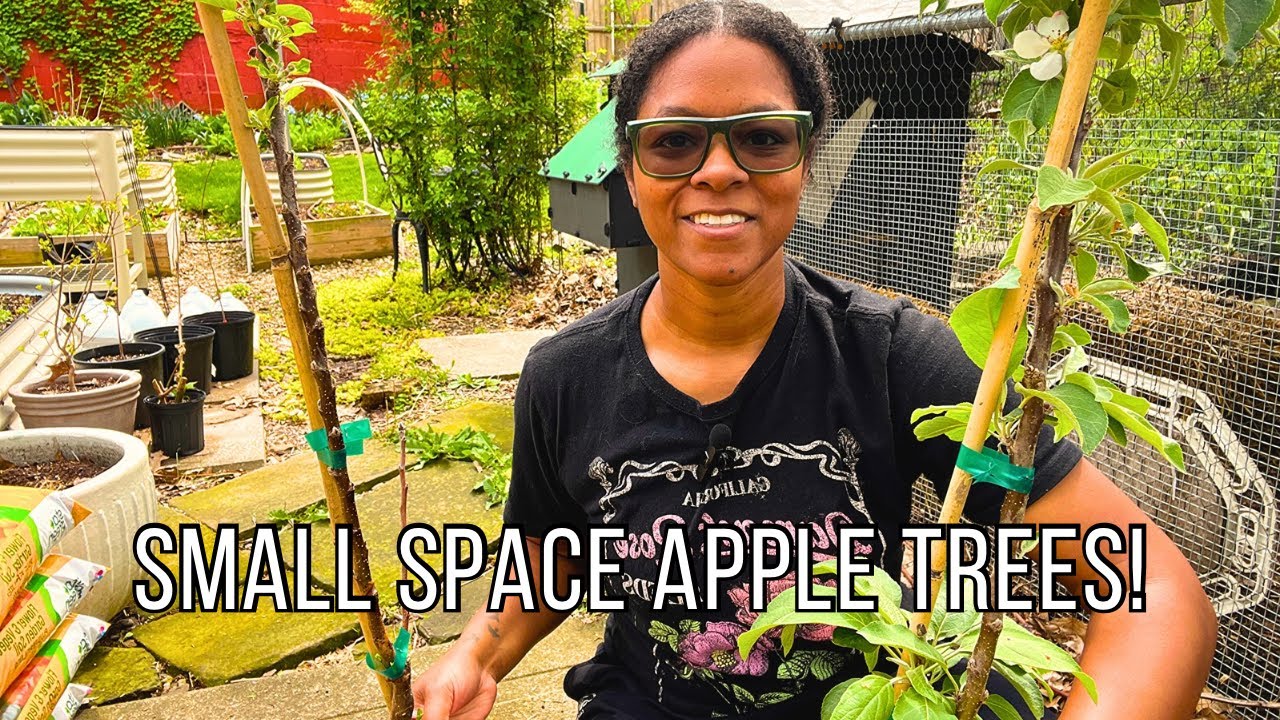Perfect Fruit Trees for Small Spaces | Repotting My New Columnar Apple Trees! | Small Space Friendly