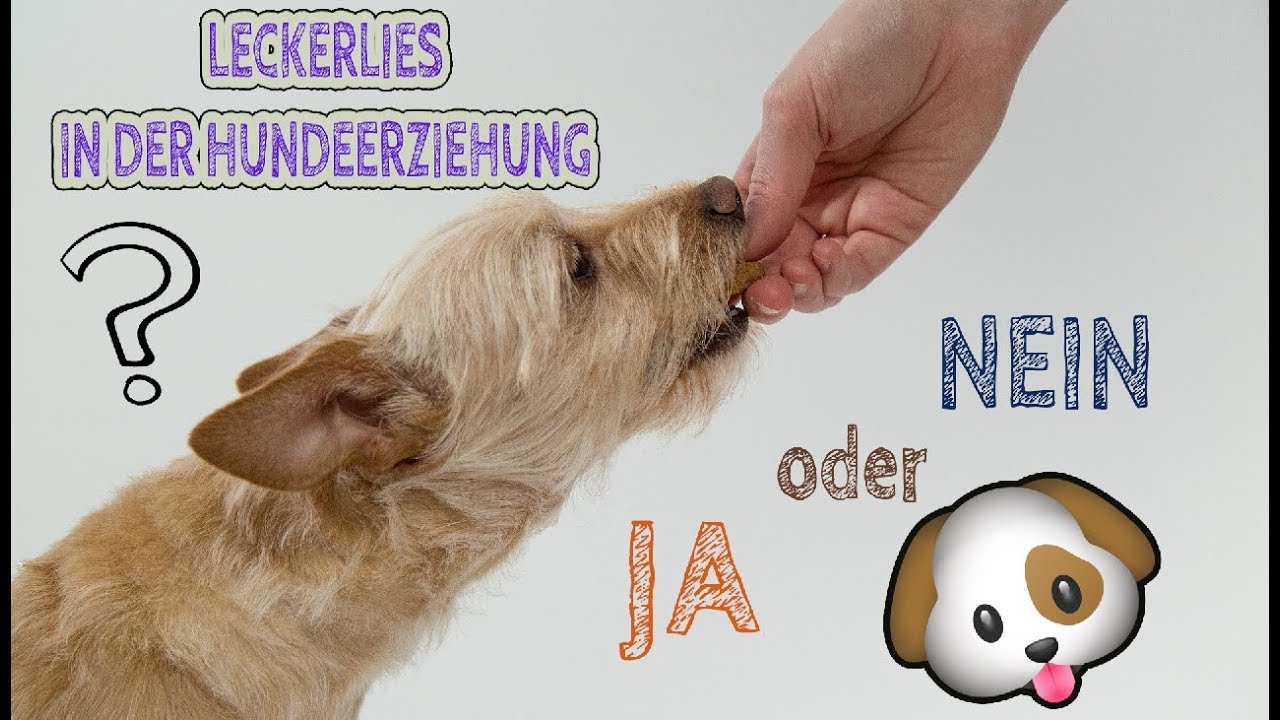 LECKERLIES IN DER HUNDEERZIEHUNG | JA ODER NEIN? | Hund richtig belohnen