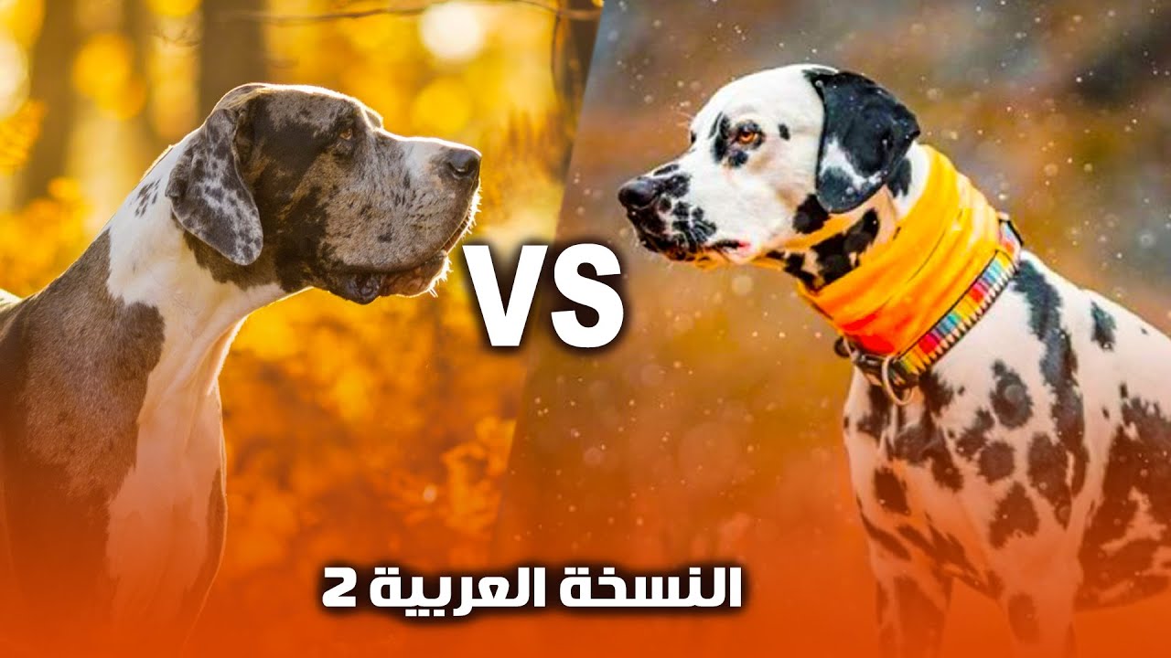 مقارنة بين  كلب جريت دان ولا  كلب الدلميشن