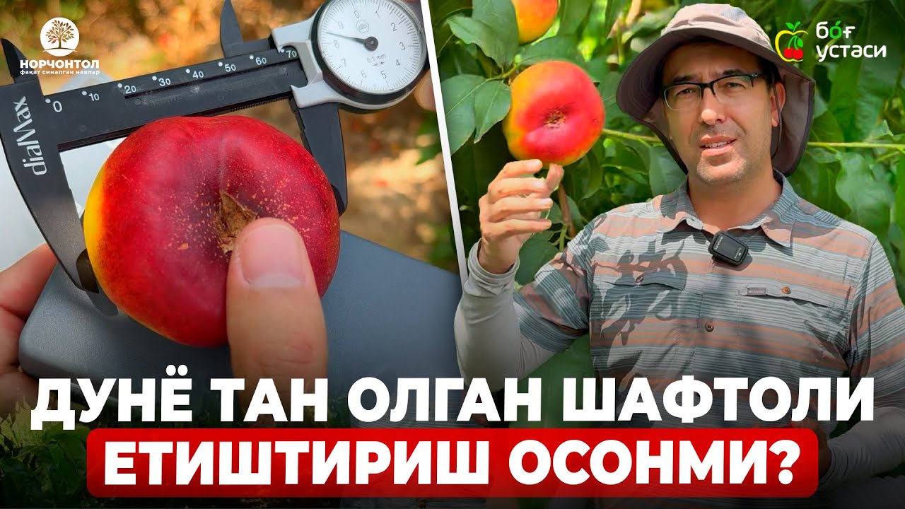 СИФАТЛИ ШАФТОЛИ ҚАНДАЙ БЎЛИШИ КЕРАК ? КАЛИБРИ, ҚАТИҚЛИГИ ВА ШАКАР ДАРАЖАСИНИ ЎЛЧАЙМИЗ! | ШУҲРАТ.А