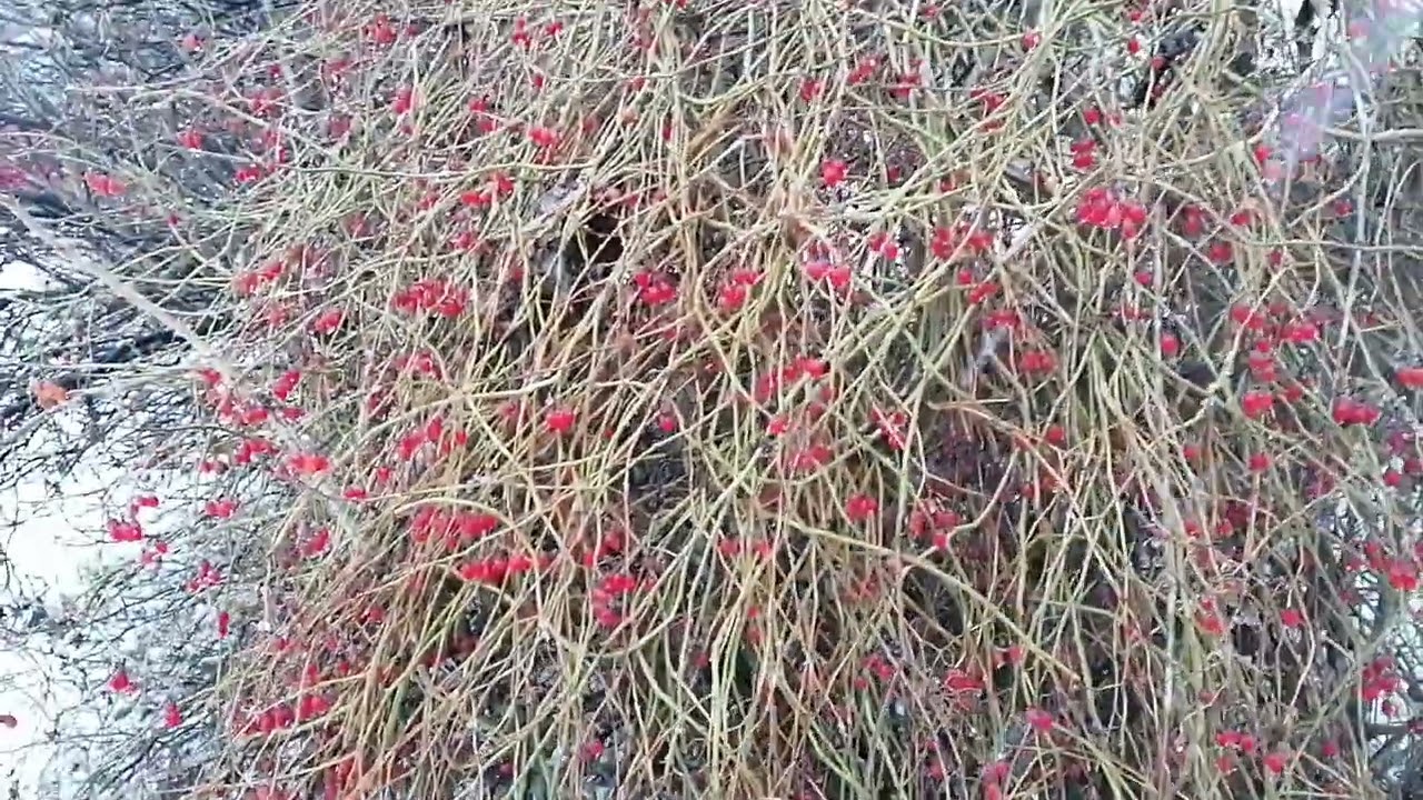 Паслён сладко-горький (Solanum dulcamara)