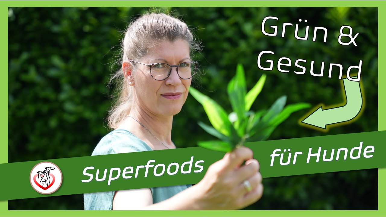 Gesund weil Grün: 3 Superfoods für Hunde: