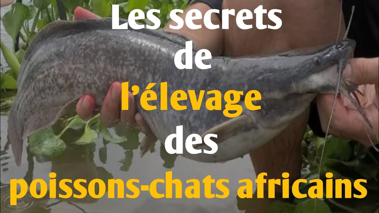 Les secrets d’un élevage de poissons-chats africains rentable en Afrique