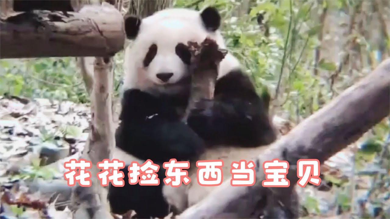 1.26花花撿老竹子當玩具，被葉子撞屁股，姊妹氣質越來越像？ #panda  #熊猫  #花花  #熊貓