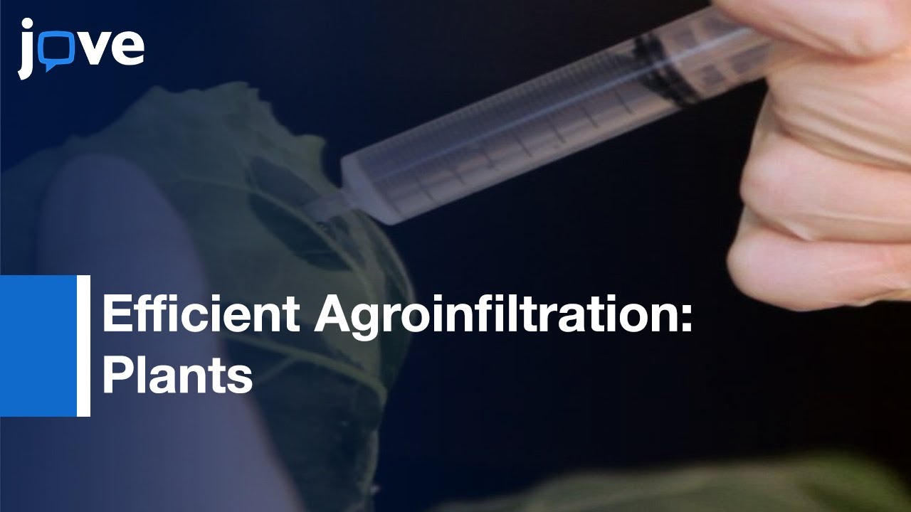 High-Level Transient Expression Of Recombinant Proteins l Protocol Preview