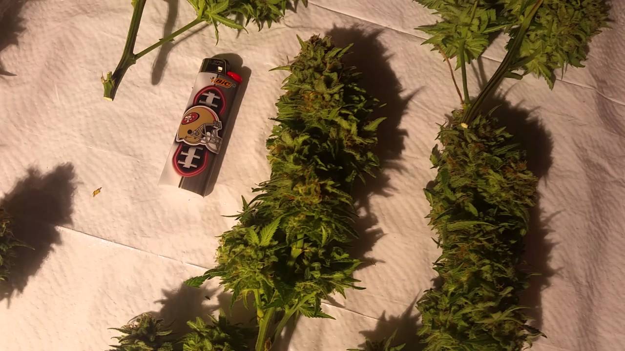 2016 IMCP LEC GROW  Emergency harvest