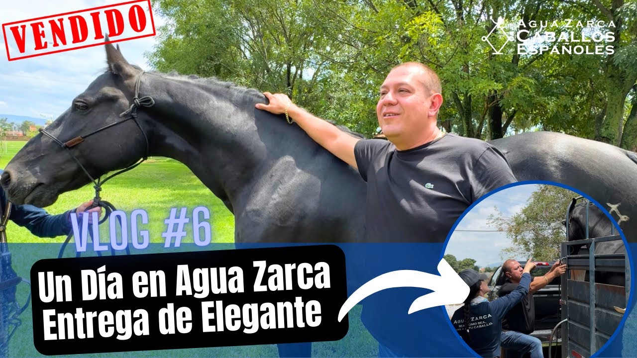 Vlog #6, Un D&iacute;a en Agua Zarca, Entregando a Elegante, Caballo Barroco a su Nueva Familia 🧑&zwj;🧑&zwj;🧒