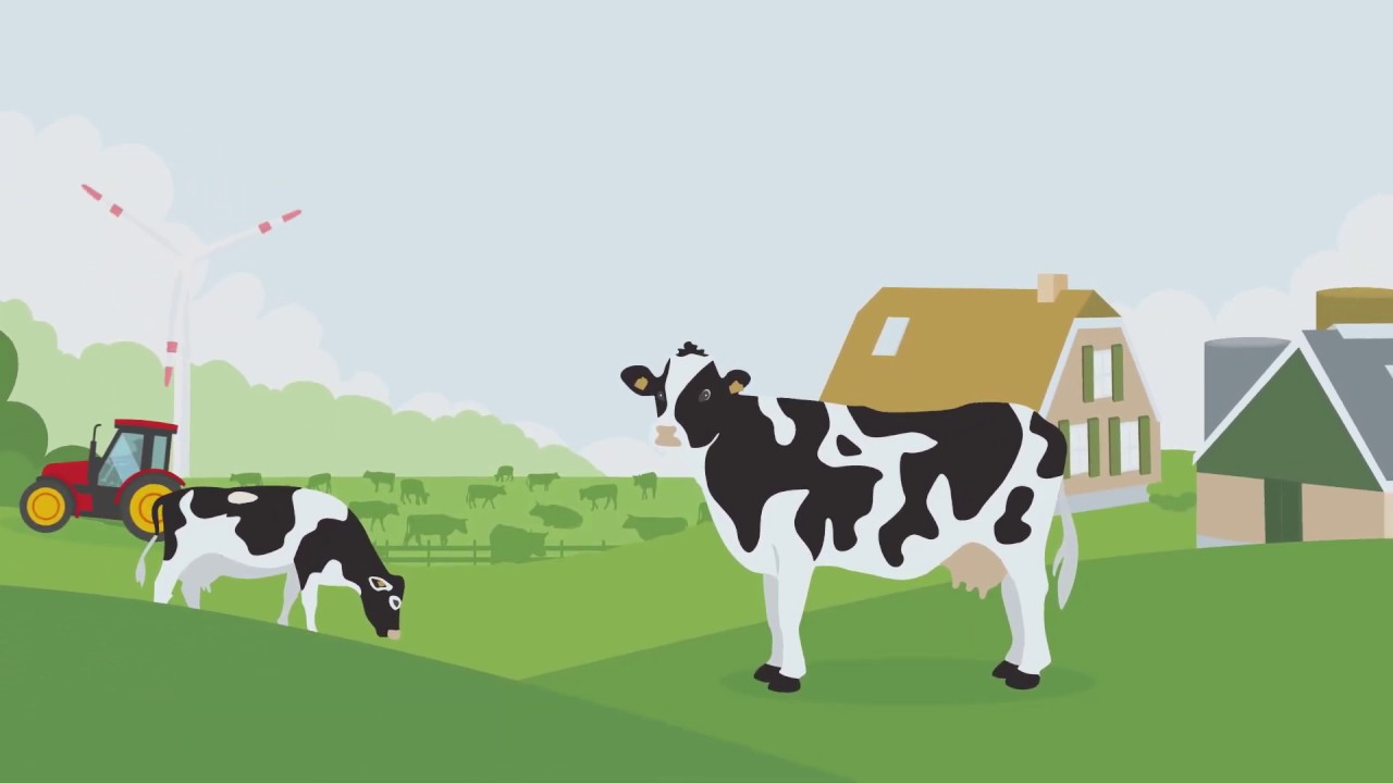 Weidegang in de melkveehouderij