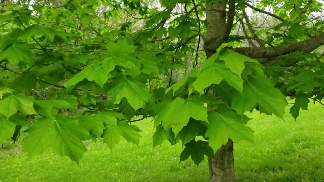 ID That Tree: Black Maple
