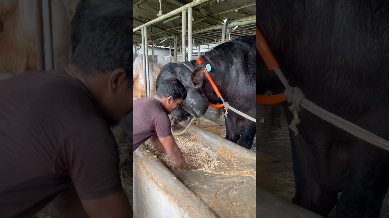 The shepherd is feeding the jaffrabadi buffalo in a beautiful way with his own hands#buffalo #foryou