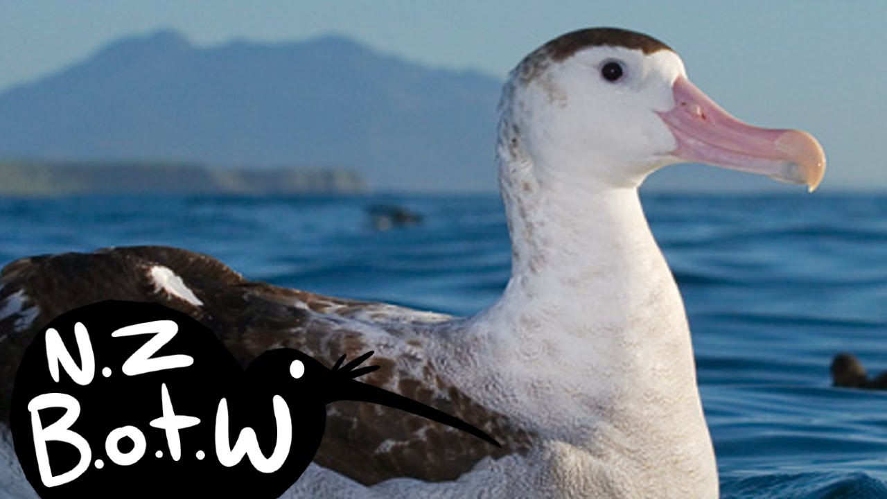 Antipodean albatross - New Zealand Bird of the Week