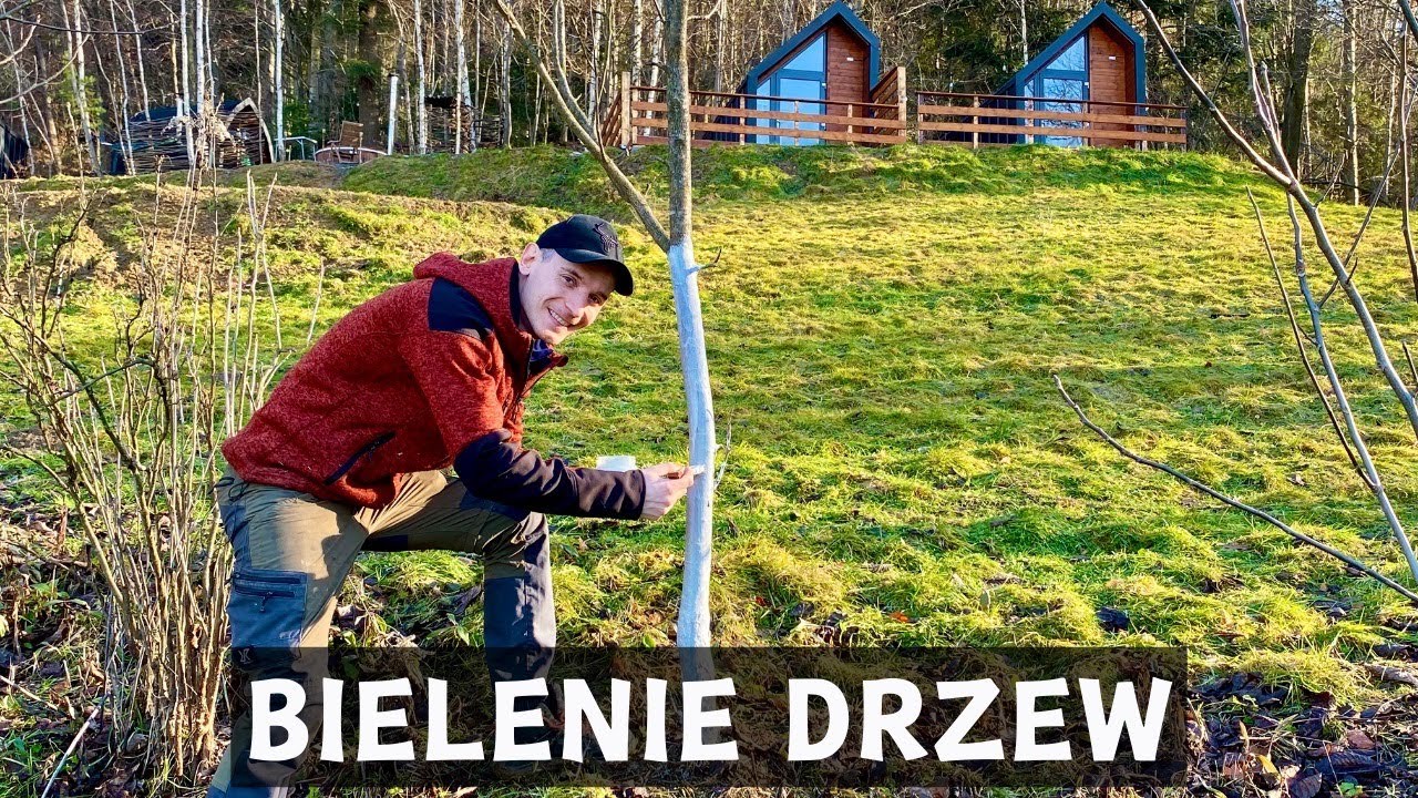 Bielenie drzew owocowych, jak i kiedy malować wapnem drzewa?