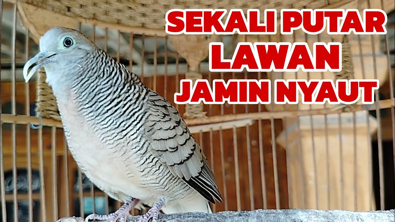 Perkutut lokal gacor SEKALI PUTAR LAWAN JAMIN LANGSUNG NYAUT 