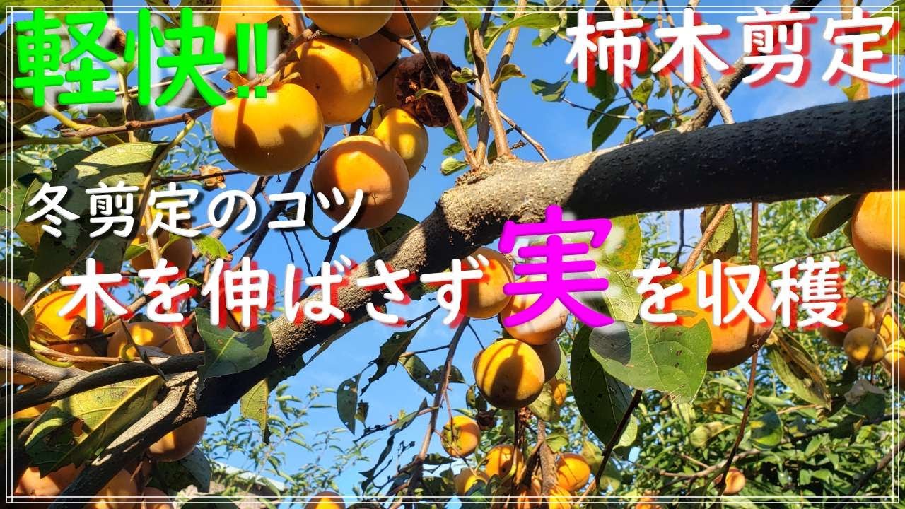 【柿の木の剪定】樹高を下げて実を楽しむ3つの剪定ポイント