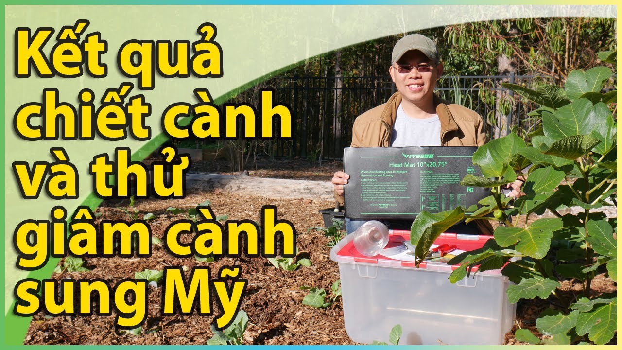 Kết quả chiết cành sung Mỹ Ponte Tresa và thử nghiệm giâm cành sung Black Madeira với heat mat.