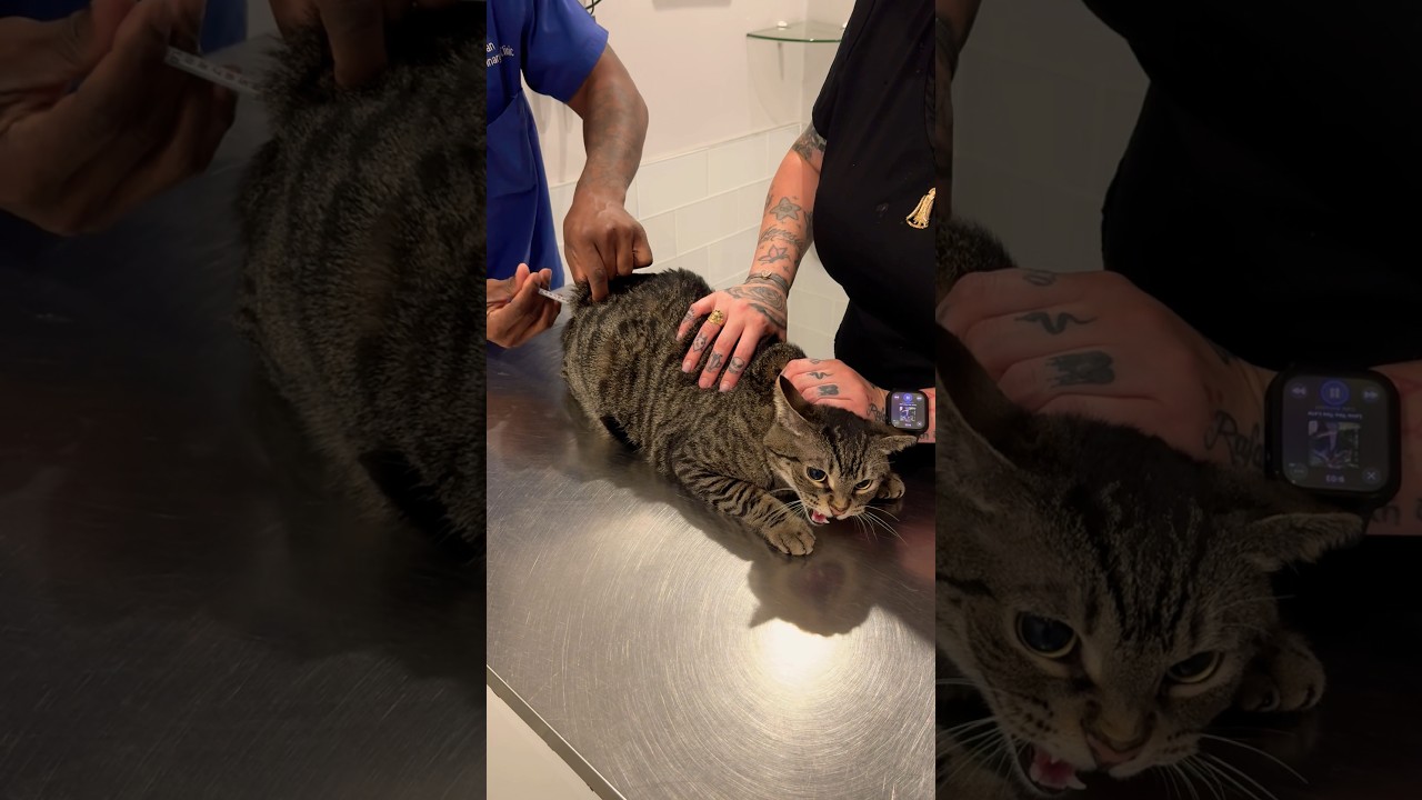 Grumpy cat gets vaccinated 😾 #shorts #cat #vet