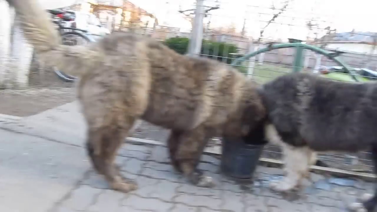 Caucasian Shepherd dogs - Canu & Chagaev